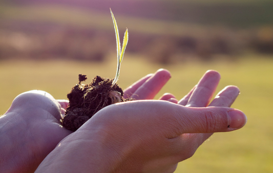 Easy Ways To Live More Sustainably